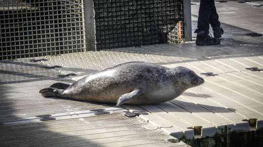 Hansi, Petra, Lara y Paula llevan en la ciudad desde la apertura del Aquarium