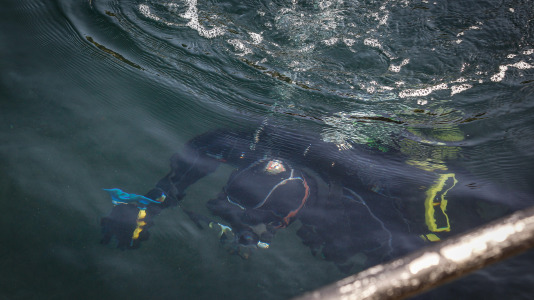 Hansi, Petra, Lara y Paula llevan en la ciudad desde la apertura del Aquarium