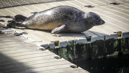 Hansi, Petra, Lara y Paula llevan en la ciudad desde la apertura del Aquarium