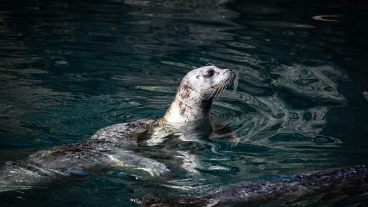 Hansi, Petra, Lara y Paula llevan en la ciudad desde la apertura del Aquarium