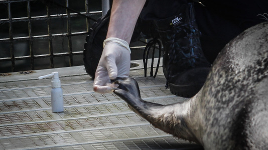 Hansi, Petra, Lara y Paula llevan en la ciudad desde la apertura del Aquarium