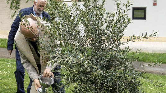 Los Rosales planta un olivo por su aniversario