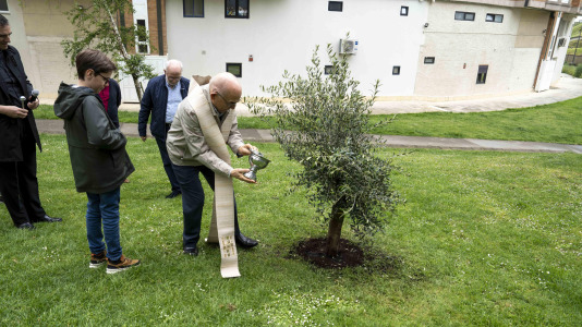 Los Rosales planta un olivo por su aniversario