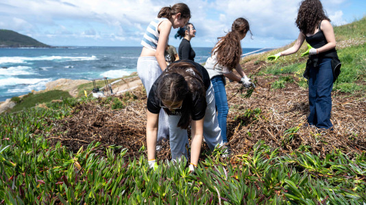 Un grupo de alumnos del IES O Couto realiza una jornada de retirada de especies exóticas invasoras, en el entorno de la Torre de Hércules