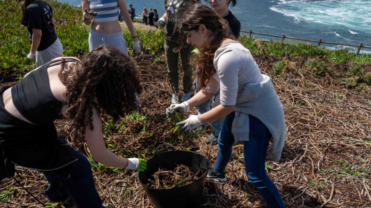 Un grupo de alumnos del IES O Couto realiza una jornada de retirada de especies exóticas invasoras, en el entorno de la Torre de Hércules