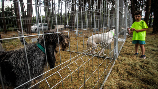 Los mejores perros de caza se reunieron este domingo en la finca As Quintás de Abegondo