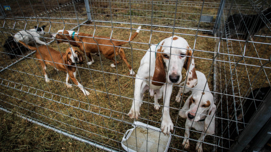 Los mejores perros de caza se reunieron este domingo en la finca As Quintás de Abegondo