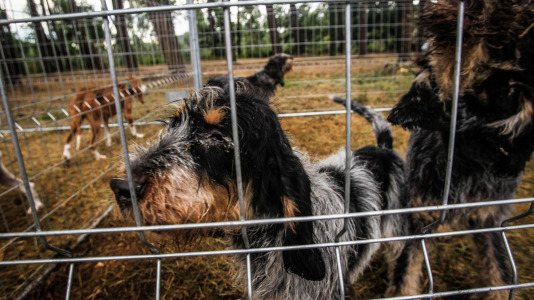 Los mejores perros de caza se reunieron este domingo en la finca As Quintás de Abegondo