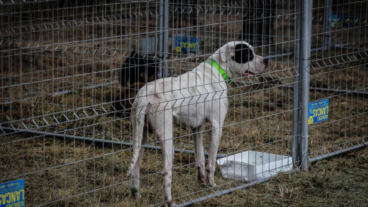 Los mejores perros de caza se reunieron este domingo en la finca As Quintás de Abegondo