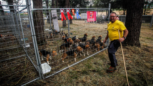 Los mejores perros de caza se reunieron este domingo en la finca As Quintás de Abegondo
