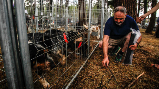 Los mejores perros de caza se reunieron este domingo en la finca As Quintás de Abegondo