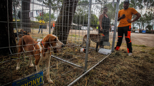 Los mejores perros de caza se reunieron este domingo en la finca As Quintás de Abegondo