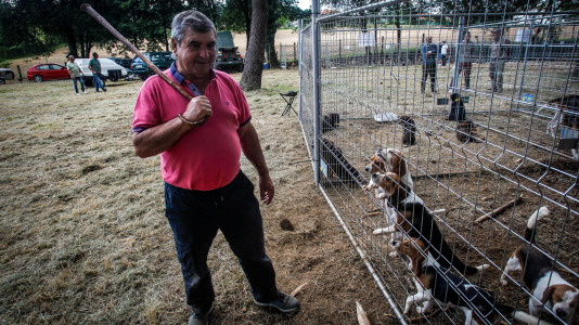 Los mejores perros de caza se reunieron este domingo en la finca As Quintás de Abegondo