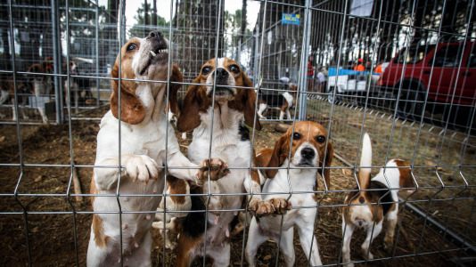 Los mejores perros de caza se reunieron este domingo en la finca As Quintás de Abegondo
