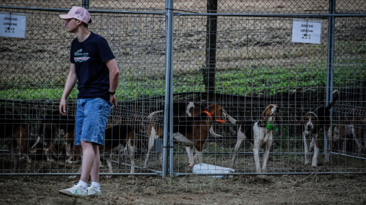 Los mejores perros de caza se reunieron este domingo en la finca As Quintás de Abegondo