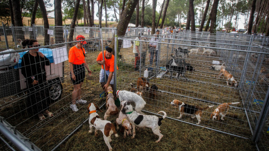 Los mejores perros de caza se reunieron este domingo en la finca As Quintás de Abegondo
