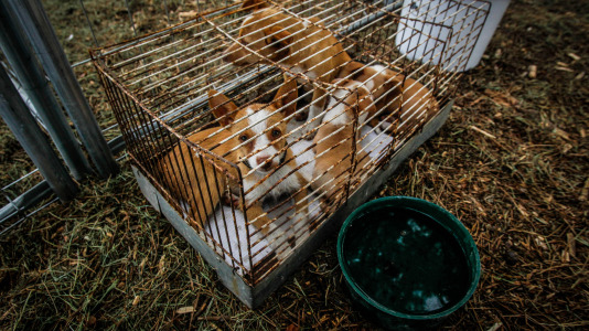 Los mejores perros de caza se reunieron este domingo en la finca As Quintás de Abegondo