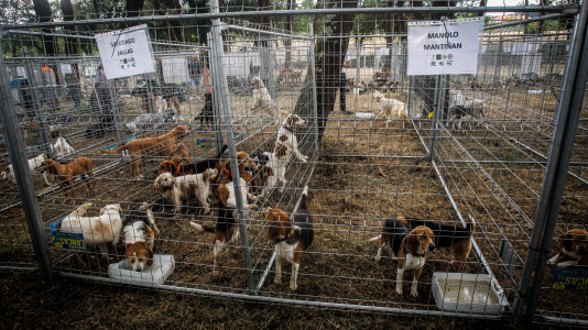 Los mejores perros de caza se reunieron este domingo en la finca As Quintás de Abegondo