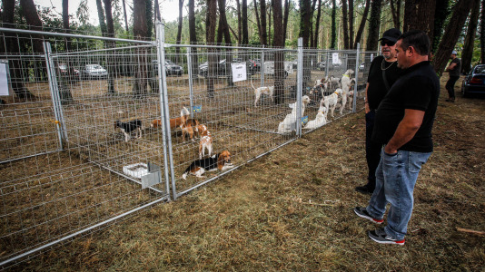 Los mejores perros de caza se reunieron este domingo en la finca As Quintás de Abegondo