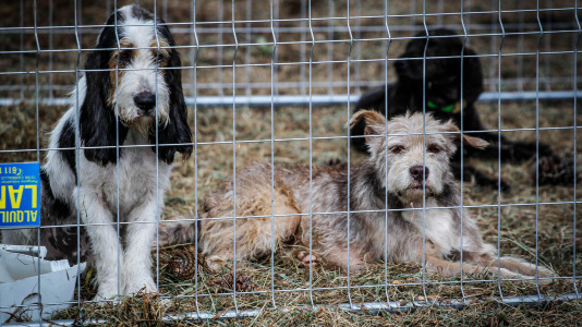 Los mejores perros de caza se reunieron este domingo en la finca As Quintás de Abegondo