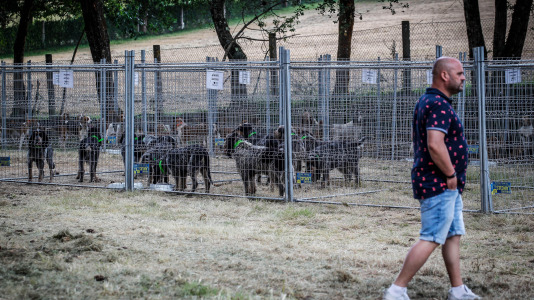 Los mejores perros de caza se reunieron este domingo en la finca As Quintás de Abegondo