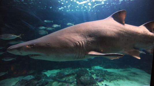 El tiburón pronto se convirtió en la estrella del acuario