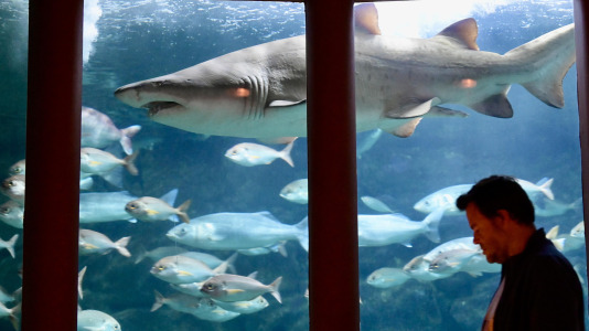El tiburón nadaba como el rey de la sala en medio de cientos de peces