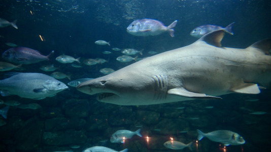 El tiburón imponía por su tamaño y su rictus serio