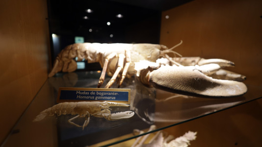 Tras la muerte del tiburón Gastón, la Casa de los Peces de A Coruña se queda un poco 'huérfana', pero la gran cantidad de peces, cefalópodos o focas que habitan en el recinto lo seguirán llenando de conocimiento y diversión