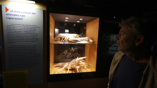 Tras la muerte del tiburón Gastón, la Casa de los Peces de A Coruña se queda un poco 'huérfana', pero la gran cantidad de peces, cefalópodos o focas que habitan en el recinto lo seguirán llenando de conocimiento y diversión