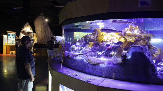 Tras la muerte del tiburón Gastón, la Casa de los Peces de A Coruña se queda un poco 'huérfana', pero la gran cantidad de peces, cefalópodos o focas que habitan en el recinto lo seguirán llenando de conocimiento y diversión