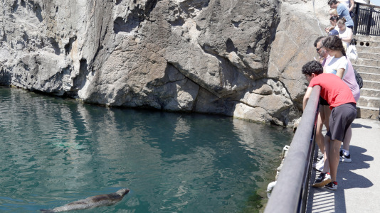 Tras la muerte del tiburón Gastón, la Casa de los Peces de A Coruña se queda un poco 'huérfana', pero la gran cantidad de peces, cefalópodos o focas que habitan en el recinto lo seguirán llenando de conocimiento y diversión