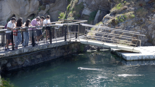 Tras la muerte del tiburón Gastón, la Casa de los Peces de A Coruña se queda un poco 'huérfana', pero la gran cantidad de peces, cefalópodos o focas que habitan en el recinto lo seguirán llenando de conocimiento y diversión