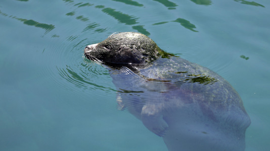 Tras la muerte del tiburón Gastón, la Casa de los Peces de A Coruña se queda un poco 'huérfana', pero la gran cantidad de peces, cefalópodos o focas que habitan en el recinto lo seguirán llenando de conocimiento y diversión