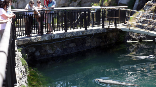 Tras la muerte del tiburón Gastón, la Casa de los Peces de A Coruña se queda un poco 'huérfana', pero la gran cantidad de peces, cefalópodos o focas que habitan en el recinto lo seguirán llenando de conocimiento y diversión