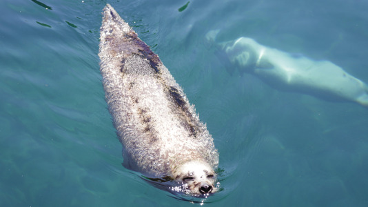 Tras la muerte del tiburón Gastón, la Casa de los Peces de A Coruña se queda un poco 'huérfana', pero la gran cantidad de peces, cefalópodos o focas que habitan en el recinto lo seguirán llenando de conocimiento y diversión