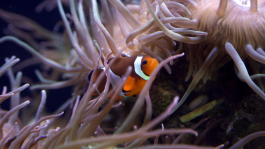 Tras la muerte del tiburón Gastón, la Casa de los Peces de A Coruña se queda un poco 'huérfana', pero la gran cantidad de peces, cefalópodos o focas que habitan en el recinto lo seguirán llenando de conocimiento y diversión