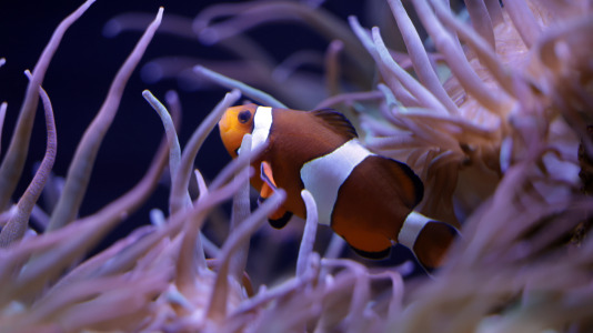 Tras la muerte del tiburón Gastón, la Casa de los Peces de A Coruña se queda un poco 'huérfana', pero la gran cantidad de peces, cefalópodos o focas que habitan en el recinto lo seguirán llenando de conocimiento y diversión