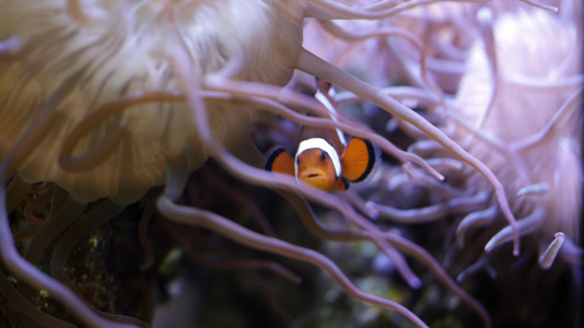 Tras la muerte del tiburón Gastón, la Casa de los Peces de A Coruña se queda un poco 'huérfana', pero la gran cantidad de peces, cefalópodos o focas que habitan en el recinto lo seguirán llenando de conocimiento y diversión