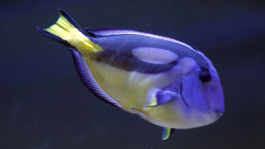 Tras la muerte del tiburón Gastón, la Casa de los Peces de A Coruña se queda un poco 'huérfana', pero la gran cantidad de peces, cefalópodos o focas que habitan en el recinto lo seguirán llenando de conocimiento y diversión