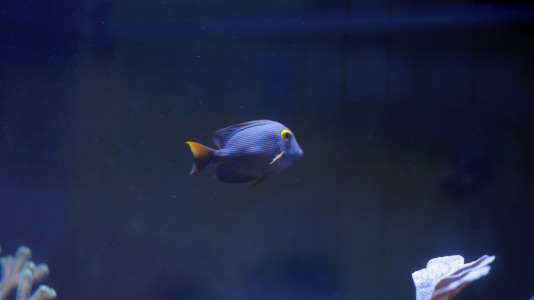 Tras la muerte del tiburón Gastón, la Casa de los Peces de A Coruña se queda un poco 'huérfana', pero la gran cantidad de peces, cefalópodos o focas que habitan en el recinto lo seguirán llenando de conocimiento y diversión
