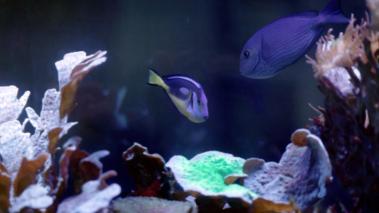 Tras la muerte del tiburón Gastón, la Casa de los Peces de A Coruña se queda un poco 'huérfana', pero la gran cantidad de peces, cefalópodos o focas que habitan en el recinto lo seguirán llenando de conocimiento y diversión