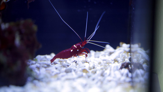 Tras la muerte del tiburón Gastón, la Casa de los Peces de A Coruña se queda un poco 'huérfana', pero la gran cantidad de peces, cefalópodos o focas que habitan en el recinto lo seguirán llenando de conocimiento y diversión