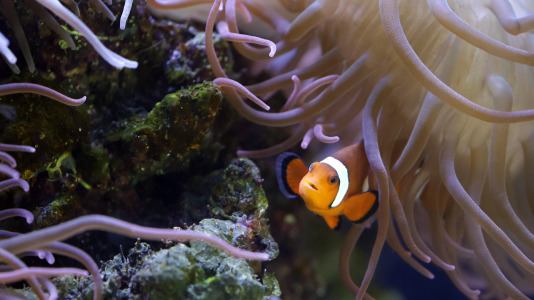 Tras la muerte del tiburón Gastón, la Casa de los Peces de A Coruña se queda un poco 'huérfana', pero la gran cantidad de peces, cefalópodos o focas que habitan en el recinto lo seguirán llenando de conocimiento y diversión