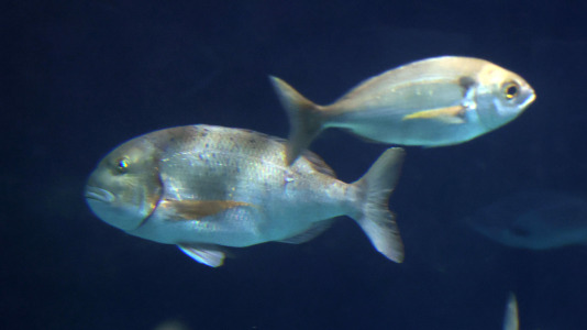 Tras la muerte del tiburón Gastón, la Casa de los Peces de A Coruña se queda un poco 'huérfana', pero la gran cantidad de peces, cefalópodos o focas que habitan en el recinto lo seguirán llenando de conocimiento y diversión