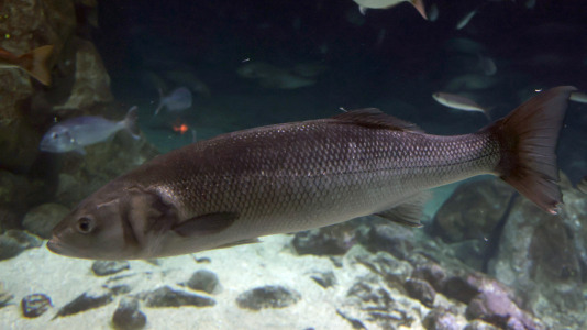 Tras la muerte del tiburón Gastón, la Casa de los Peces de A Coruña se queda un poco 'huérfana', pero la gran cantidad de peces, cefalópodos o focas que habitan en el recinto lo seguirán llenando de conocimiento y diversión