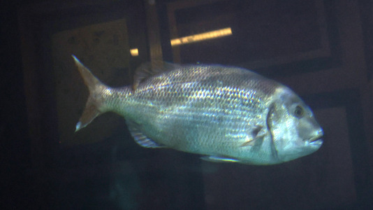 Tras la muerte del tiburón Gastón, la Casa de los Peces de A Coruña se queda un poco 'huérfana', pero la gran cantidad de peces, cefalópodos o focas que habitan en el recinto lo seguirán llenando de conocimiento y diversión