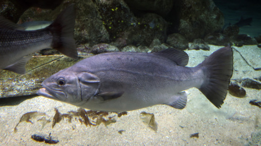 Tras la muerte del tiburón Gastón, la Casa de los Peces de A Coruña se queda un poco 'huérfana', pero la gran cantidad de peces, cefalópodos o focas que habitan en el recinto lo seguirán llenando de conocimiento y diversión
