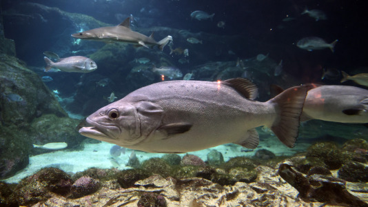 Tras la muerte del tiburón Gastón, la Casa de los Peces de A Coruña se queda un poco 'huérfana', pero la gran cantidad de peces, cefalópodos o focas que habitan en el recinto lo seguirán llenando de conocimiento y diversión