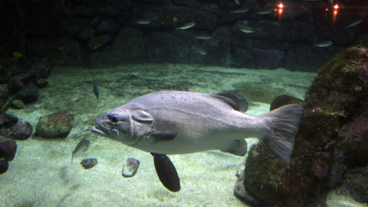 Tras la muerte del tiburón Gastón, la Casa de los Peces de A Coruña se queda un poco 'huérfana', pero la gran cantidad de peces, cefalópodos o focas que habitan en el recinto lo seguirán llenando de conocimiento y diversión